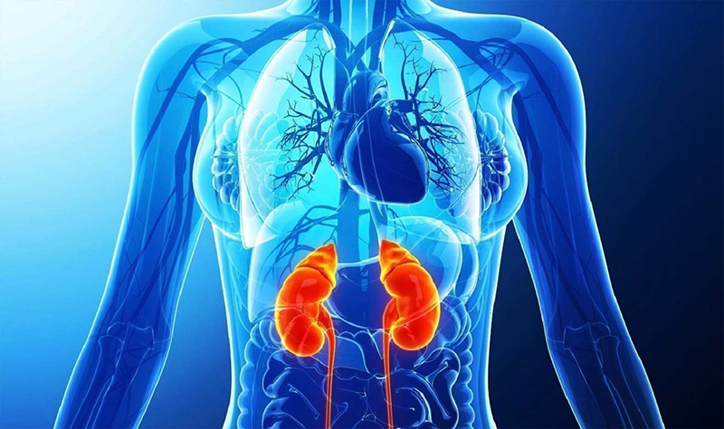 Bệnh viện 22-12 | Bệnh suy thận mạn tính - Những điều cần biết